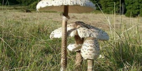 Kišobran od gljiva: kako kuhati, recepti, fotografije i video zapisi